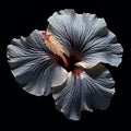Hyperrealistic Hibiscus: Intensely Detailed Photography Installations With Graceful Forms