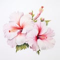 Hyperrealistic Hibiscus Watercolor Painting With White Frills