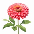 Pink Zinnia Flower Clipart On White Background