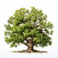 Hyperrealistic Illustration Of A Large Green Oak Tree On White Background