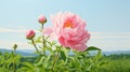 Hyperrealistic Illustration Of Pink Peonies In Green Countryside