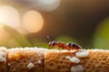 red ants on bread