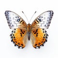 Hyperrealistic Orange And Black Butterfly: Nature-inspired Art