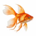 Hyperrealistic Orange Goldfish With Long White Fins