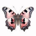 Hyperrealistic Peacock Butterfly Illustration In Pink And Black