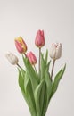a hyperrealistic photograph of Lovely spring flowers and leaves, tulips white background of paper