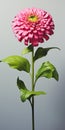 Hyperrealistic Pink Zinnia Flower With Stem