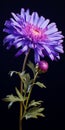 Hyperrealistic Purple Aster Flower Illustration On Black Background