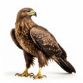 Hyperrealistic Rendering Of Brown Eagle On White Background