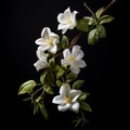 Hyperrealistic Sculpture: Handcrafted Beauty Of White Flowers On Black Background