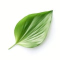 Hyperrealistic Vector Illustration Of Green Leaf On White Background