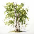 Hyperrealistic Watercolor Birch Trees: Wildlife Portraits By Herb Trimpe