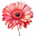 Hyperrealistic Watercolor Gerbera Flower Illustration On White Background