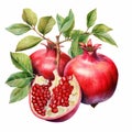Hyperrealistic Watercolor Illustration Of Majestic Pomegranate Plant