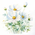 Hyperrealistic Watercolor Painting Of White Cosmos Flowers