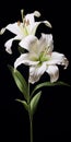 Hyperrealistic White Lily: High Contrast Floral Artwork