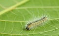 Macro of vermin caterpillar Royalty Free Stock Photo