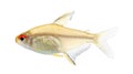 Hyphessobrycon bentosi fish Royalty Free Stock Photo