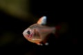 Hyphessobrycon bentosi, Rosy tetra aquarium fish on the natural background isolated underwater Royalty Free Stock Photo