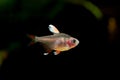 Hyphessobrycon bentosi, Rosy tetra aquarium fish on the natural background isolated underwater Royalty Free Stock Photo