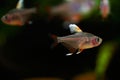 Hyphessobrycon bentosi, Rosy tetra aquarium fish on the natural background isolated underwater Royalty Free Stock Photo