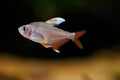 Hyphessobrycon bentosi, Rosy tetra aquarium fish on the natural background isolated underwater Royalty Free Stock Photo