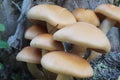 Hypholoma capnoides mushrooms