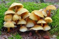 Hypholoma capnoides mushroom