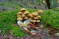 Hypholoma capnoides mushroom