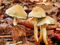 Hypholoma fasciculare