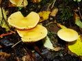 Small mushrooms, Sulphur tuft, latin name is Hypholoma fasciculare. Autumn in wood. A still-life.