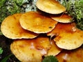 Small mushrooms, Sulphur tuft, latin name is Hypholoma fasciculare. Autumn in wood. A still-life.