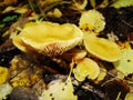 Small mushrooms, Sulphur tuft, latin name is Hypholoma fasciculare. Autumn in wood. A still-life.