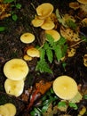 Small mushrooms, Sulphur tuft, latin name is Hypholoma fasciculare. Autumn in wood. A still-life.