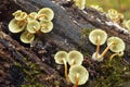 Hypholoma fasciculare mushroom