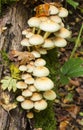 Hypholoma fasciculare Sulphur Tuft Fungi Royalty Free Stock Photo