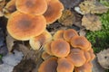 Hypholoma fasciculare, sulphur tuft, unedible mushrooms Royalty Free Stock Photo