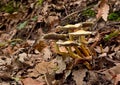 Hypholoma fasciculare wild mushrooms