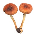 Hypholoma lateritium mushroom