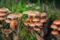 Hypholoma sublateritium fasciculare sulphur tuft inedible mushroom cluster in old wood tree trunk stump with fresh wet