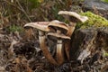 Hypholoma sublateritium growing on a dead log