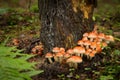 Hypholoma sublateritium, inedible fungus