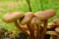 Hypholoma sublateritium mushroom