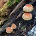 Hypholoma sublateritium mushroom