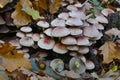 Hypholoma sublateritium on oak stump