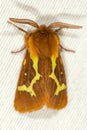 Hyphoraia dejeani or the pardilla is a species of moth in the Erebidae family Royalty Free Stock Photo