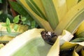 Hypna clytemnestra - a butterfly genus of the family Nymphalidae is sitting on a aloe bush Royalty Free Stock Photo