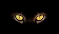Hypnotic Cat Eyes on black background Royalty Free Stock Photo