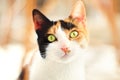 Ginger cat with feline pupils look hungry Royalty Free Stock Photo