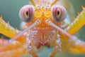 The hypnotic eyes of a mantis shrimp peer out in a close-up